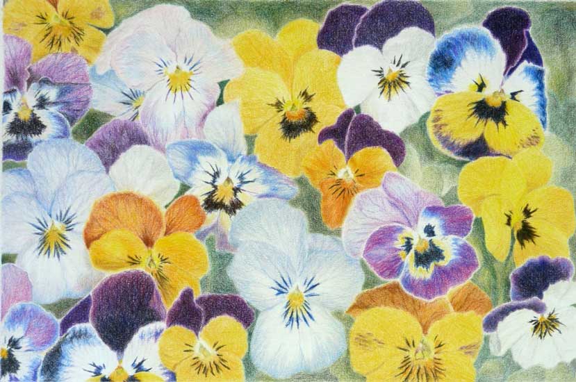 Blog szines ceruzak derwent coloursoft - ValdorArt