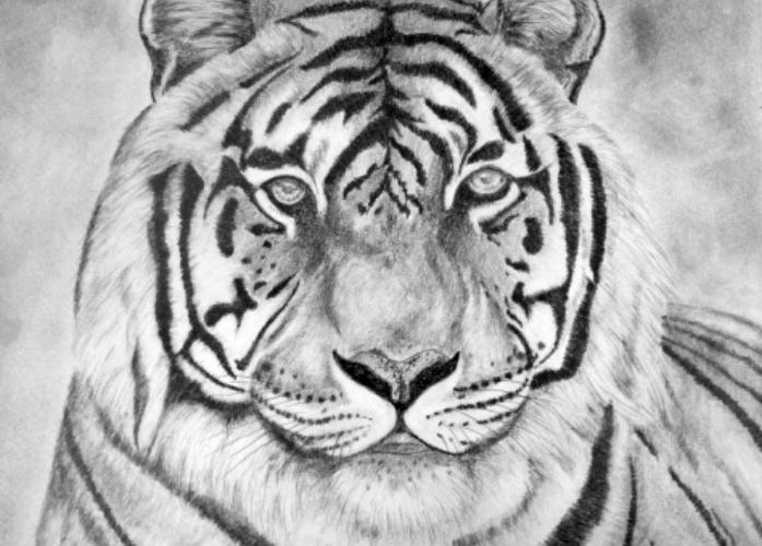 grafit ceruza tigris - ValdorArt