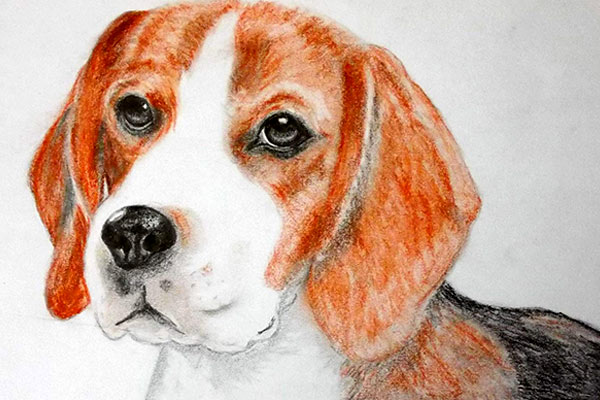 kormoczi marcsi online rajztanfolyam beagle - ValdorArt