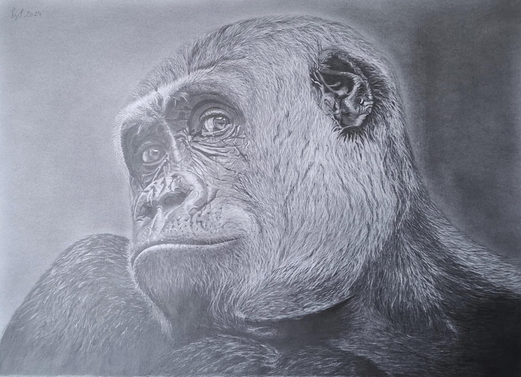 Szab%C3%B3Ildik%C3%B3 grafit 55x40 - ValdorArt