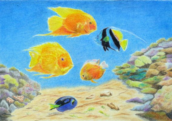 sz coloursoft halak 0 - ValdorArt