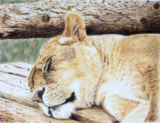 sz drawing oroszlan 0 - ValdorArt